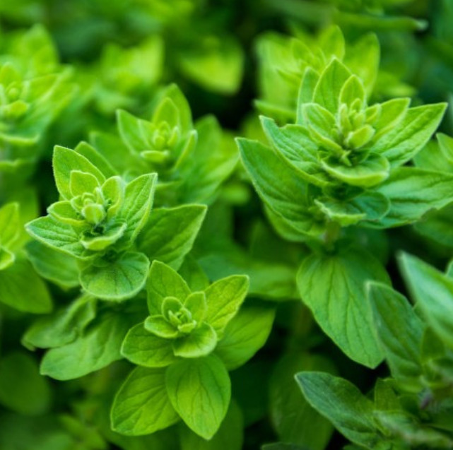 OREGANO ITALIAN Mediterranean Medicinal Culinary Pizza Herb Non-GMO 1000 Seeds!