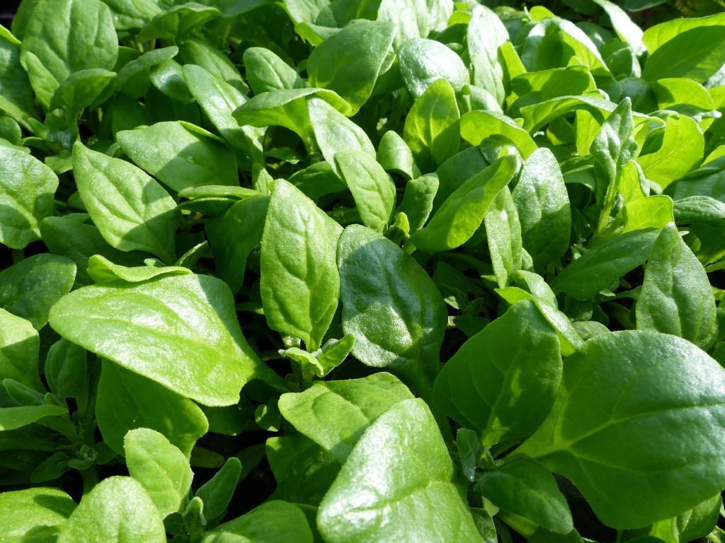 New Zealand Spinach Seeds, Bulk, NON-GMO, Heirloom, Variety Sizes, FREE SHIPPING