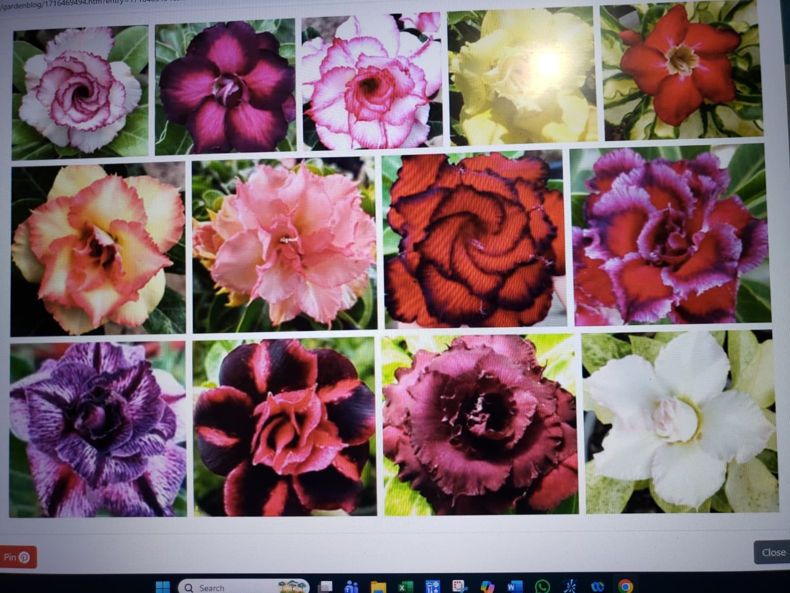 20 Mixed Color-Different Variety-Shape Desert Rose Seeds- USA Seller-Free Ship