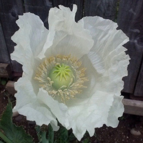 2,500 – 10,000 Premium Organic Peshawar White Somniferum Poppy Seeds For Plantin