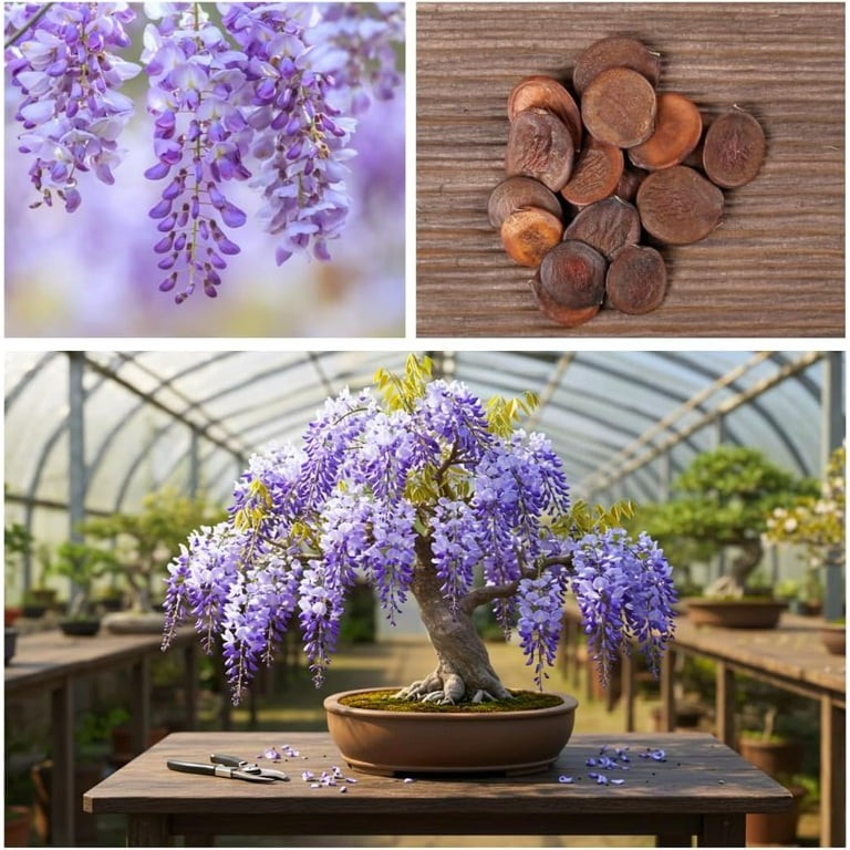 50 Chinese Wisteria Purple Flowering Bonsai Tree Seeds & FREE Growing Guide