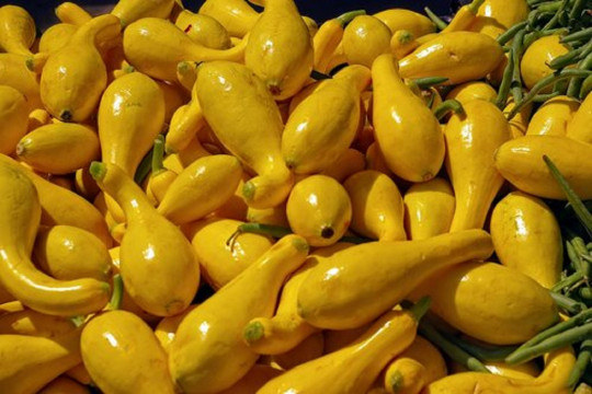 Yellow Crookneck Squash Vegetable Seeds 50 | “Golden Summer” Heirloom NON-GMO