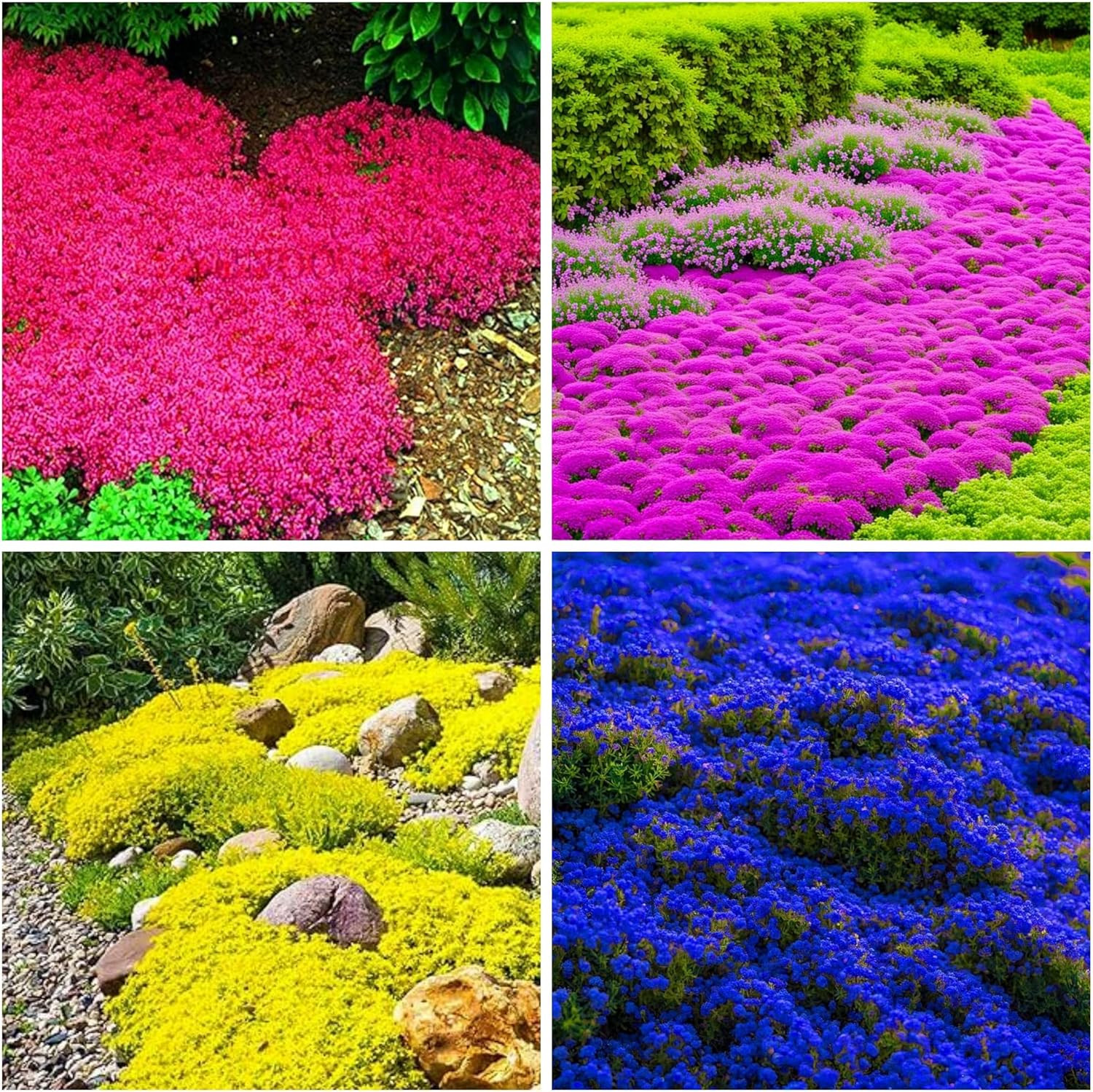 6000+ Mixed Creeping Thyme Seeds for Planting – Heirloom Flowers Perennial Thyme