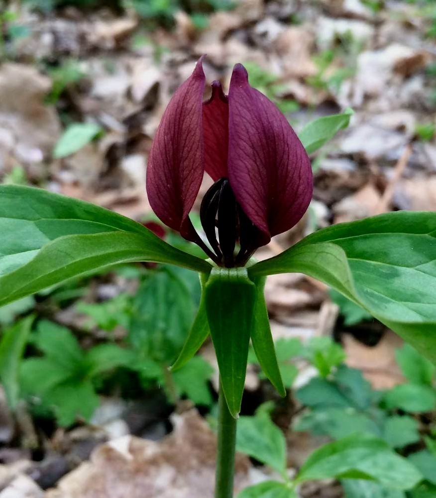 10 PRAIRIE TRILLIUM RECURVATUM PREMIUM NATIVE WOODLAND BARE ROOT STOCK