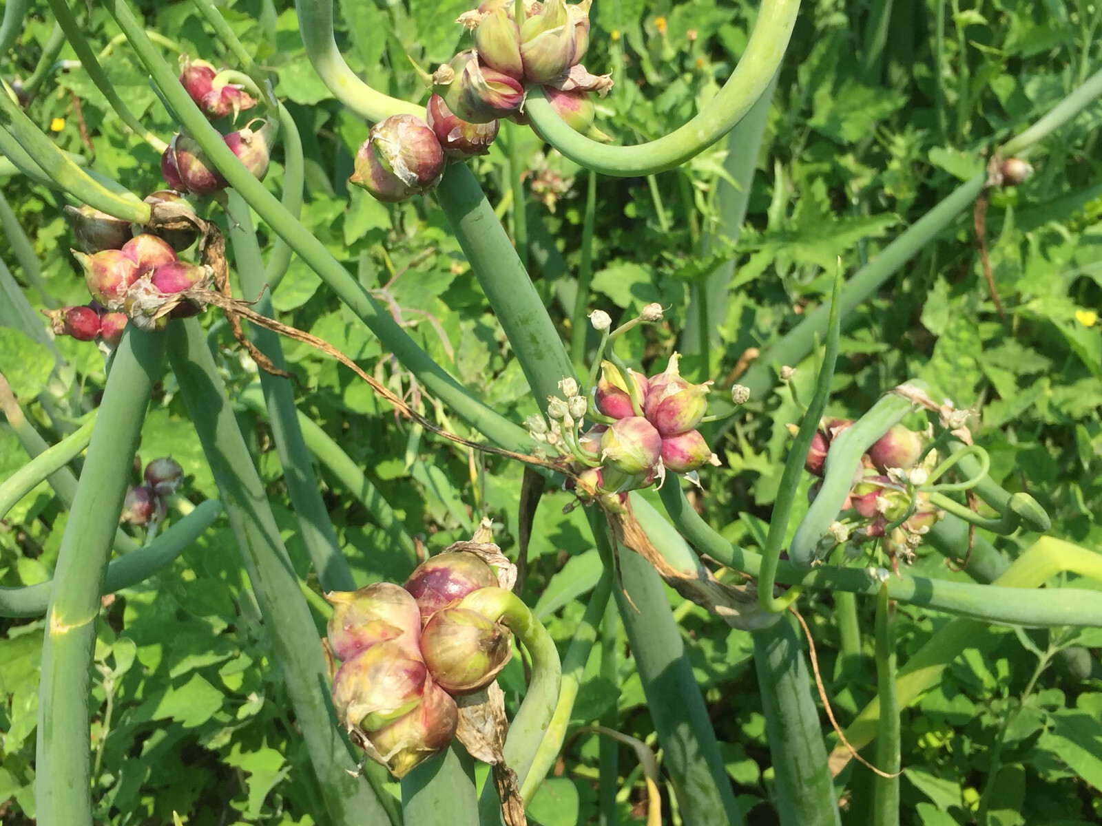 Egyptian Walking Onion PLANTS Grown in chemical free soil; FREE SHIPPING