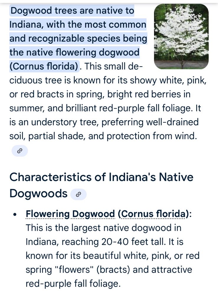 Free!Bogo20 White Flowering DogwoodTree Seeds Spring & Fall Color, NativeOrganic
