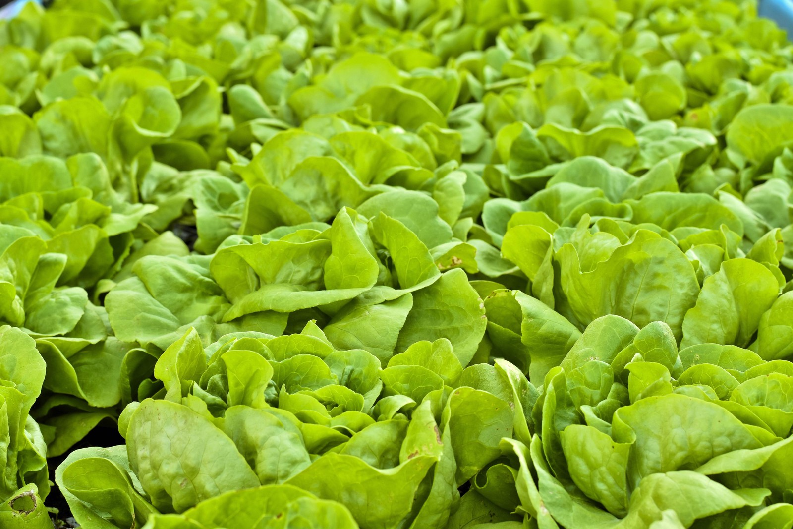 3000 BUTTERCRUNCH LEAF LETTUCE Lactuca Sativa Vegetable Seeds