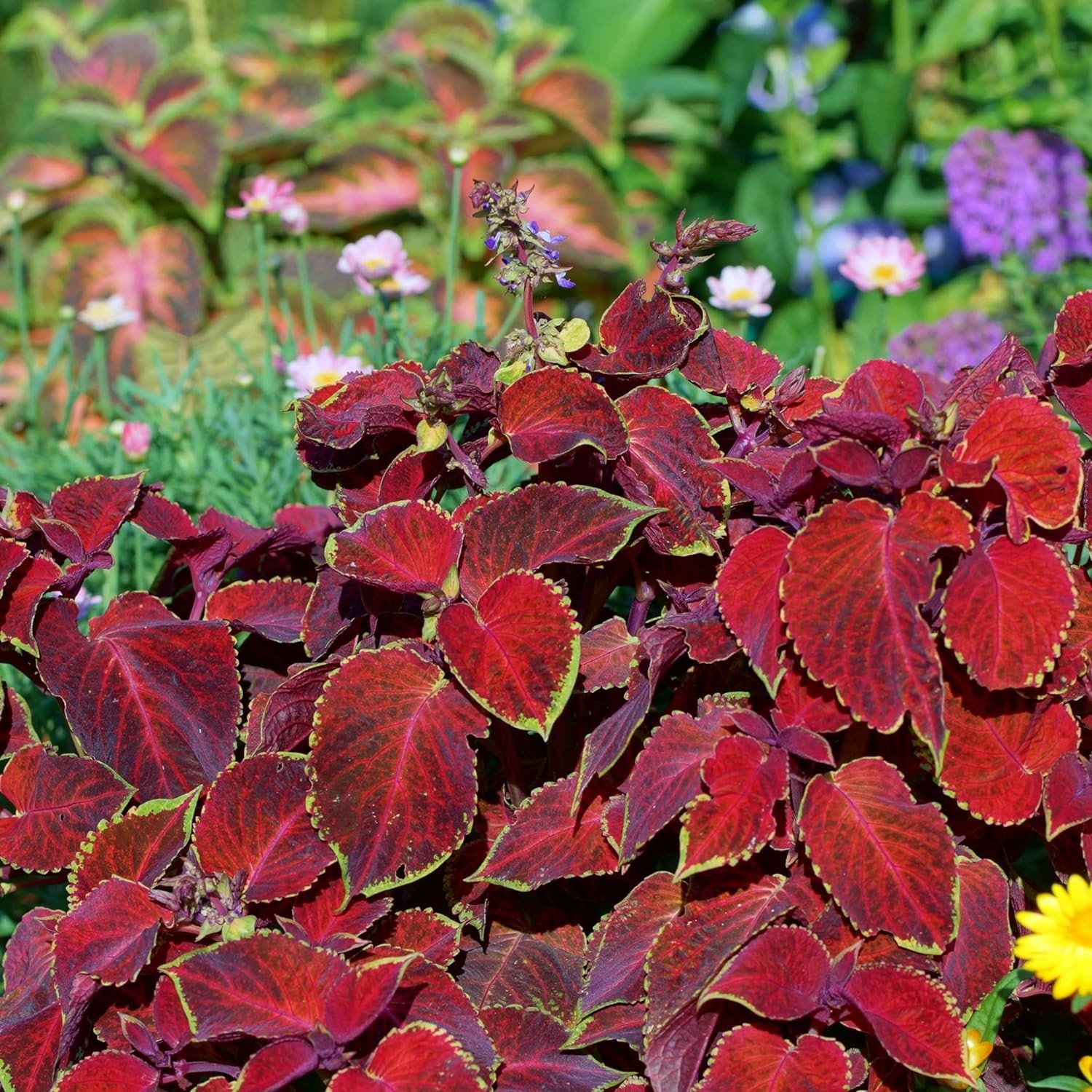 Giant Exhibition Coleus Seeds – Vibrant Mix for Indoor & Outdoor Gardens, Pac…