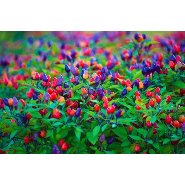 Pepper Hot Ornamental Filius Blue/Goldfinger/Prairie Fire/ Poinsettia /non GMO