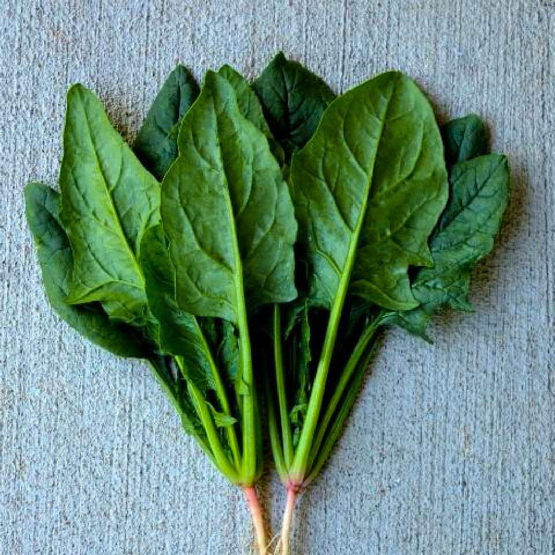 Fresh Green Arrow Spinach Seeds | Heirloom Non-GMO | Asian Vegetables