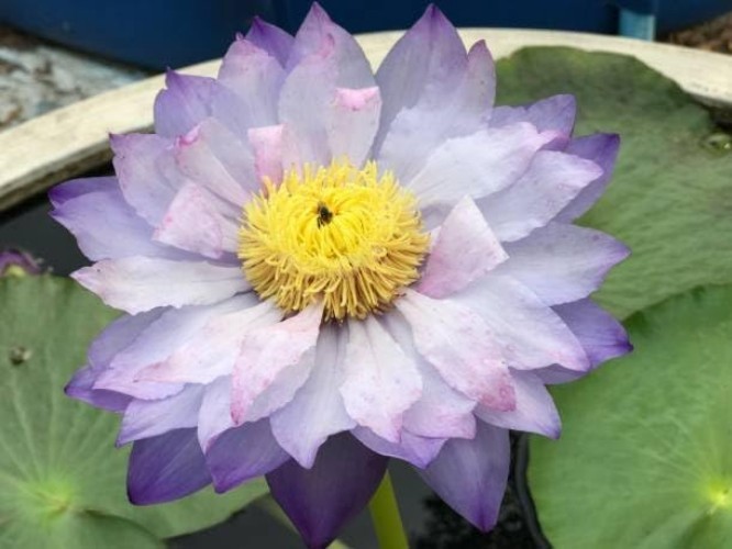 High Germination Mini Lotus Seeds – 160+ Non-GMO Aquatic Plants for All Spaces