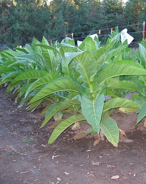 1000 Bolivian Criollo Black Tobacco Seeds ~ Heirloom Dark ~ Heavy Producer