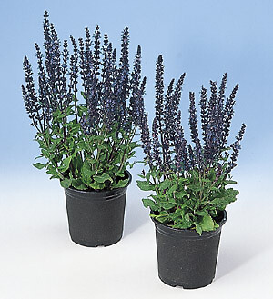 Salvia (Sage) officinalis 2,000 seeds