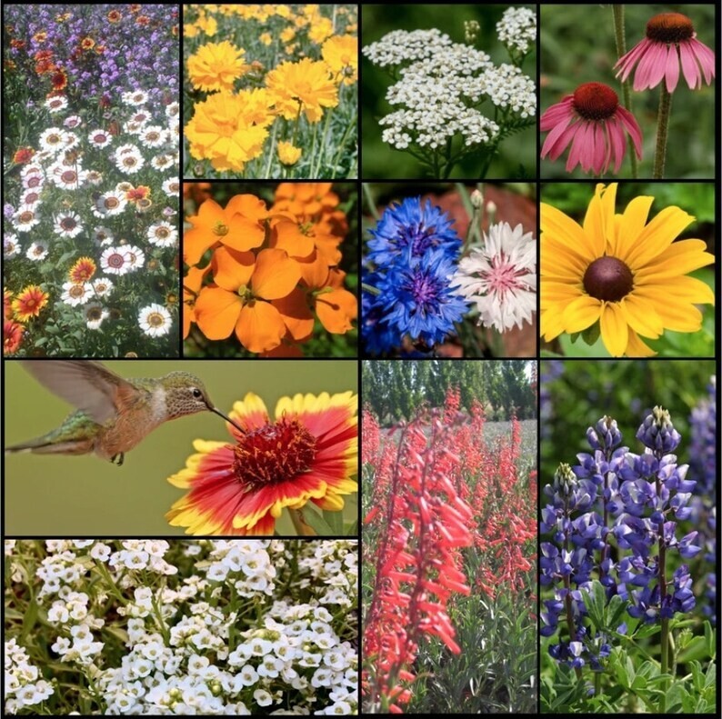 500+ Wildflower Mix HUMMINGBIRD BUTTERFLY SEEDS – Perennials Annuals Heirloom