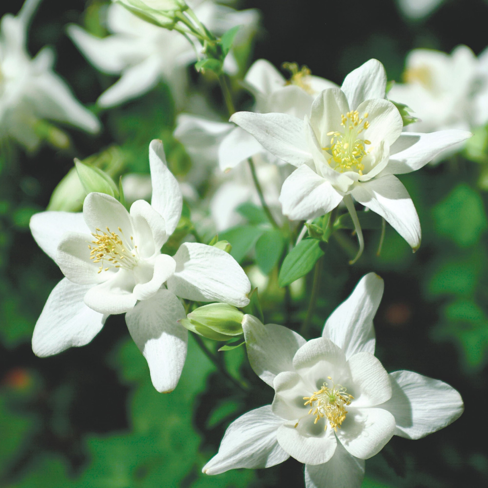 Crystal Star Columbine Seeds | Heirloom | Free Shipping | Seed Store | 1217