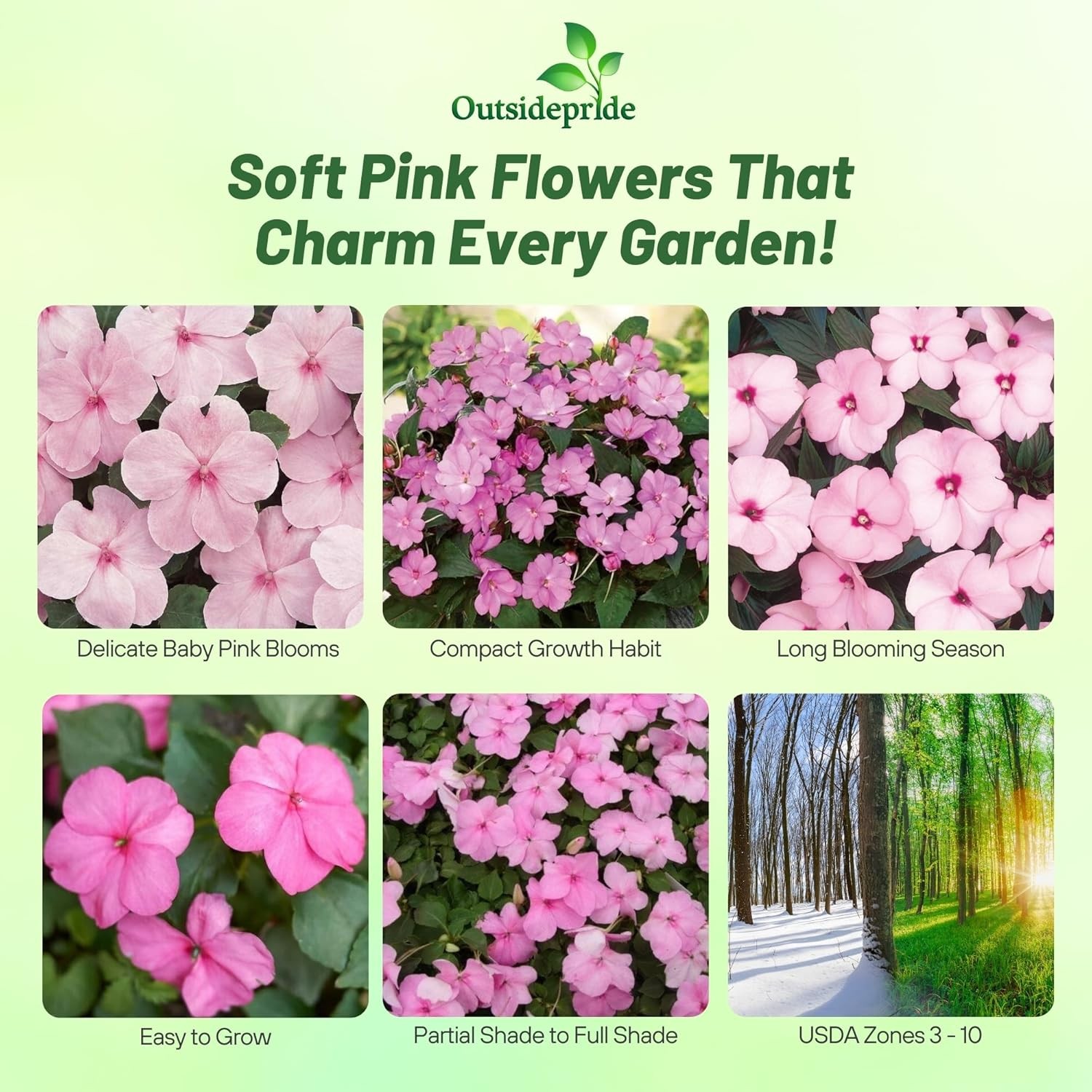 2000 Seeds Impatiens Seed – Impatiens Walleriana Baby Pink Flower Seeds