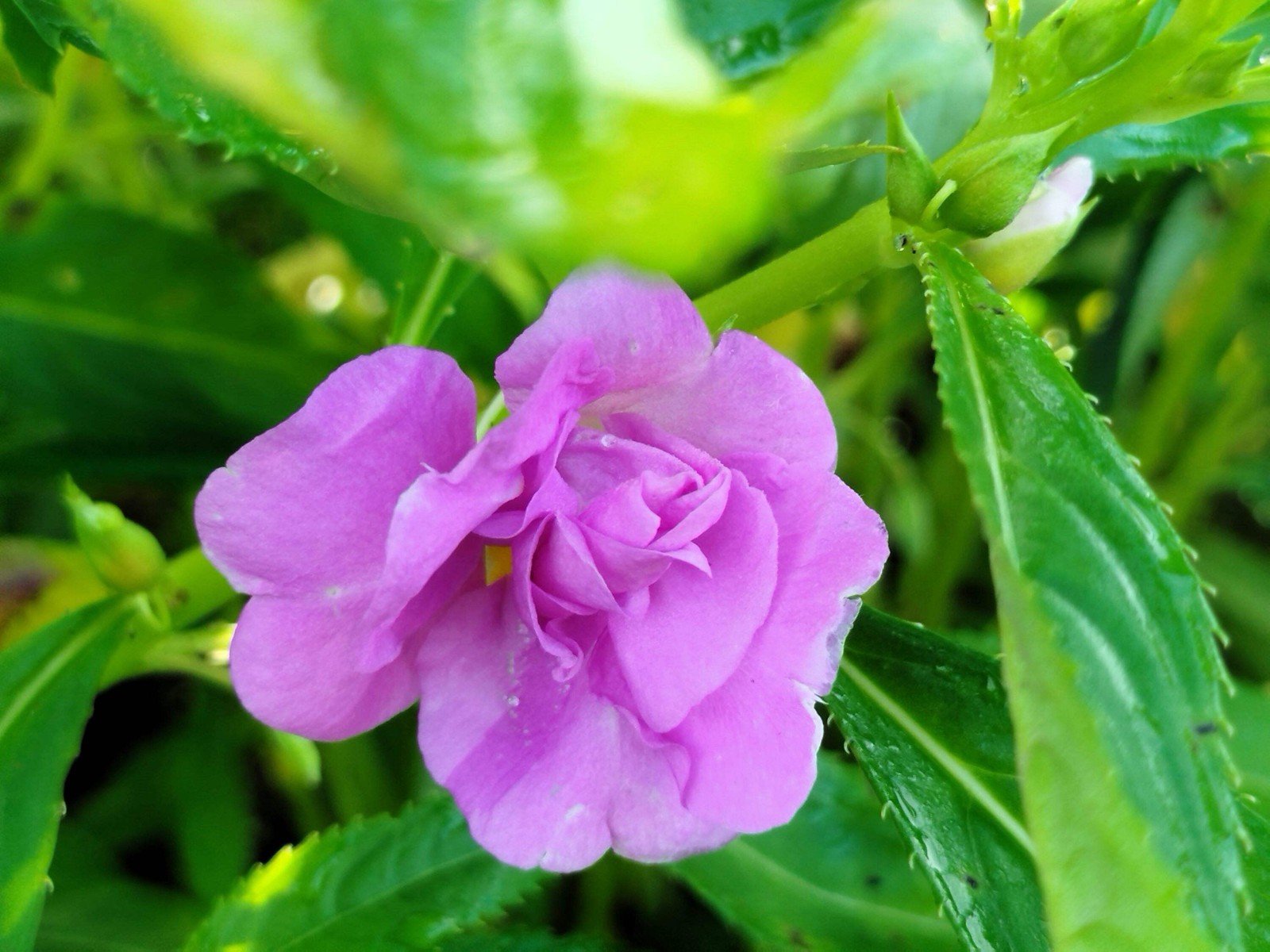 100 MIXED DOUBLE CAMELLIA IMPATIENS Balsamina Flower Seeds *Flat S/H