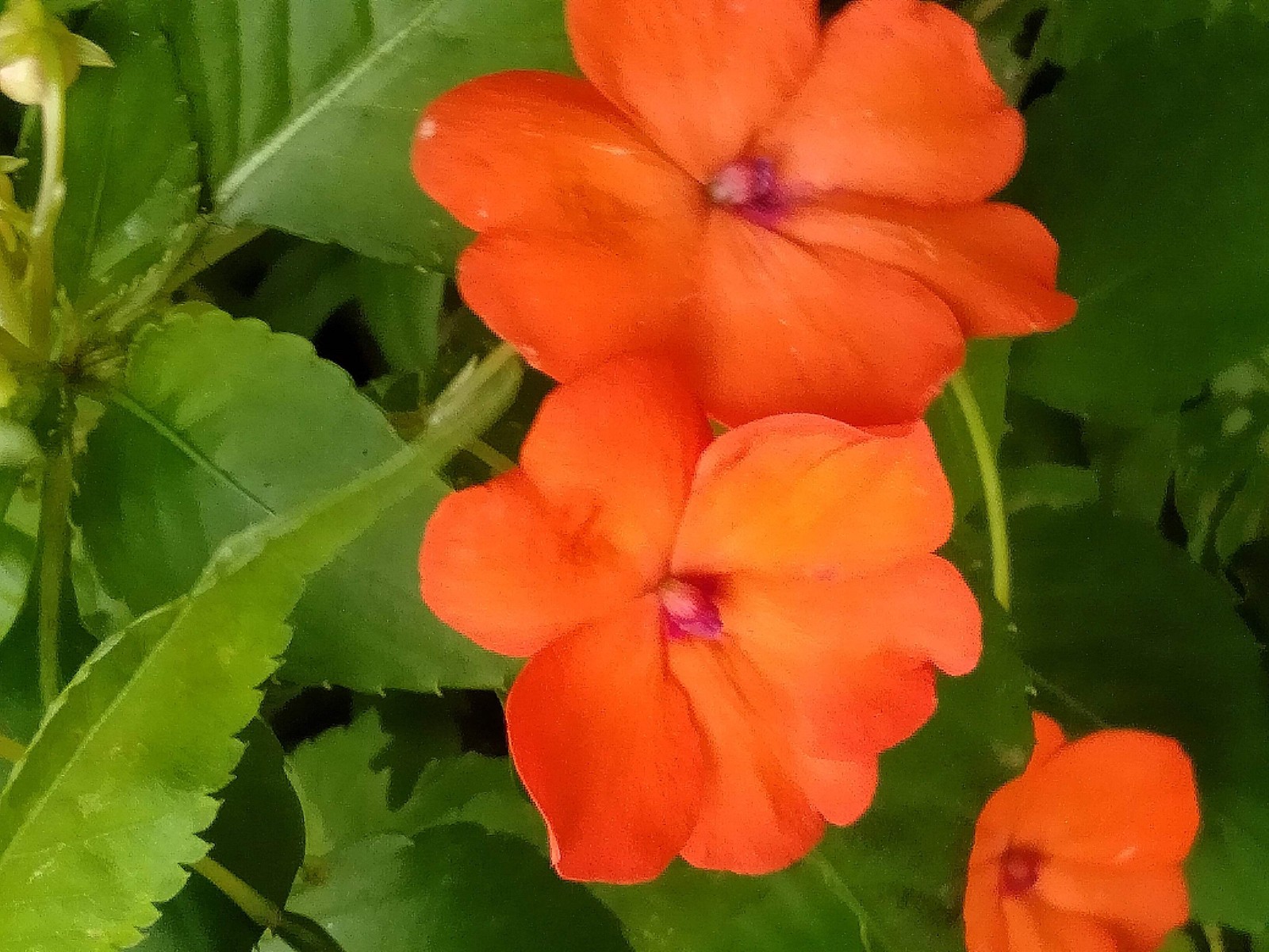 50 DWARF ORANGE IMPATIENS Walleriana Sun or Full Shade Flower Seeds *Flat Ship