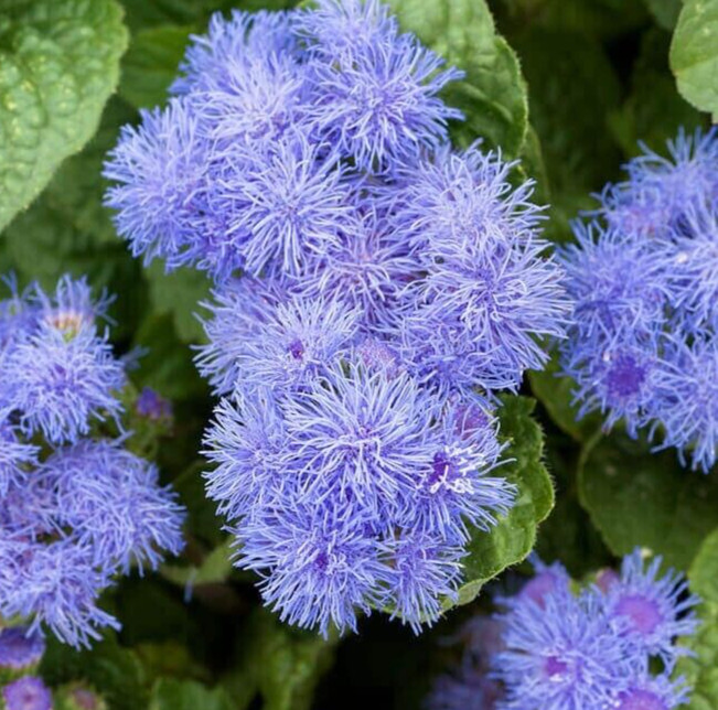 AGERATUM FLOWER SEEDS 1000+ DWARF BLUE MINK annual WILDFLOWER garden FREE SHIP