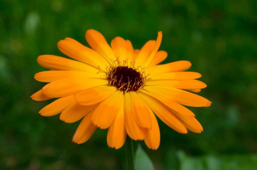 50 Calendula Flower Seeds (Calendula officinalis) “Pacific Beauty”