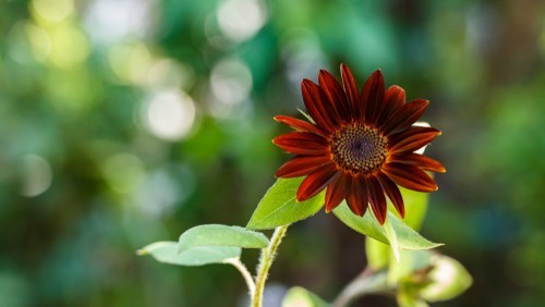 Sunflower Seeds- Vibrant Red Velvet Queen, Heirloom, Free Shipping!