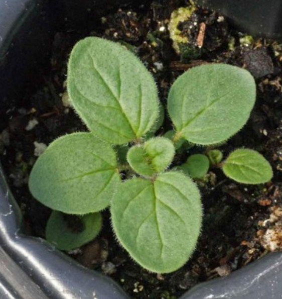 OREGANO ITALIAN Mediterranean Medicinal Culinary Pizza Herb Non-GMO 1000 Seeds!