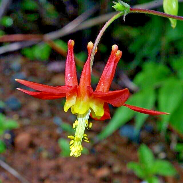 WESTERN RED COLUMBINE, 200 SEEDS, AQUILEGIA FORMOSA, SITKA COLUMBINE