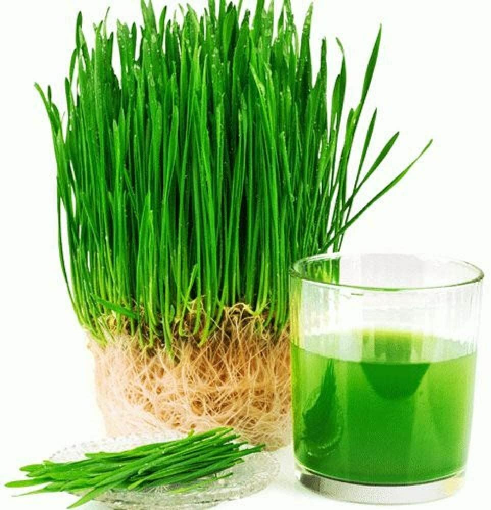 Wheatgrass Seeds for Sprouting Microgreens, COOL BEANS N SPROUTS,