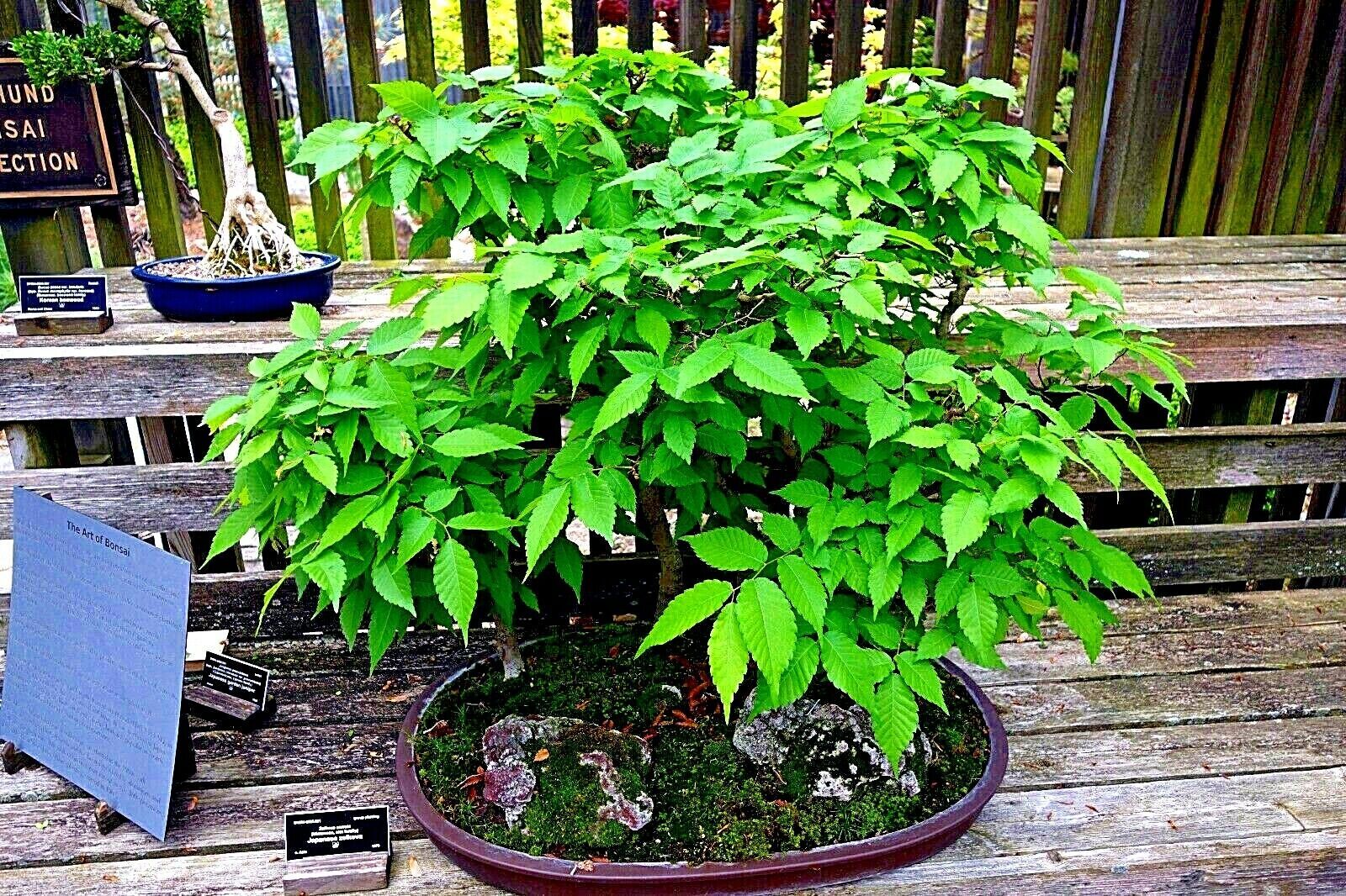 10 Japanese Grey Bark Elm (Zelkova serrata) Tree Seeds Bonsai Very FAST Growing!