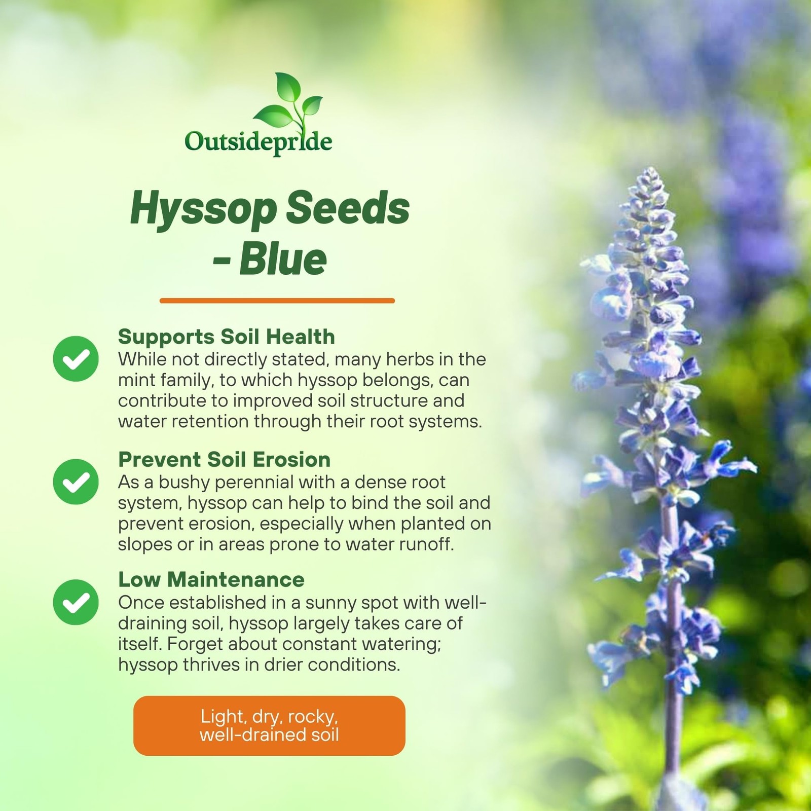 1000 PCS Blue Hyssop Seeds Planting Perennial Herb Garden Fragrant Blooms