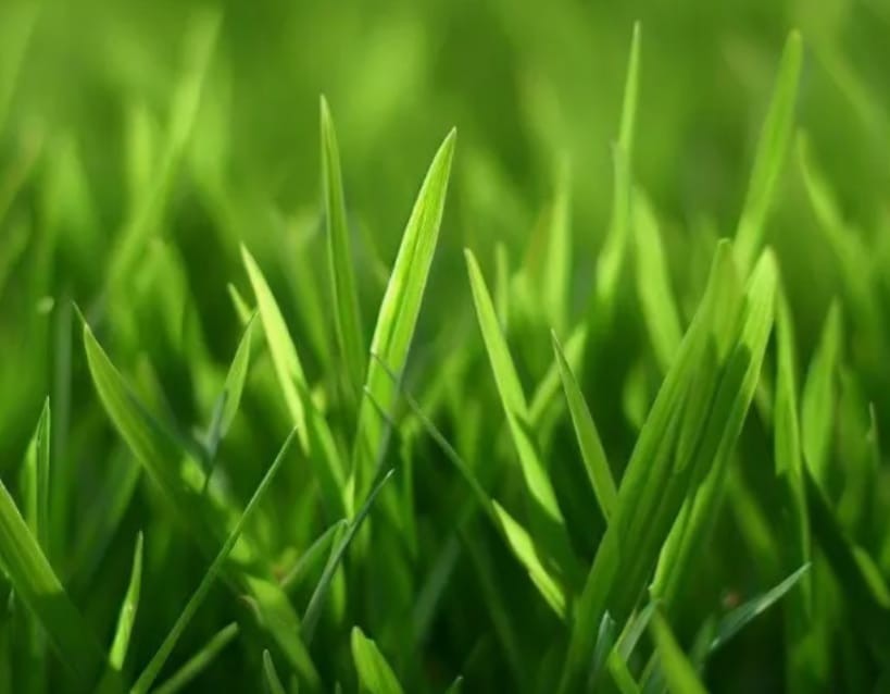 🇺🇸 Premium Hollywood Bermuda (hulled) Grass Seed Drought tolerant