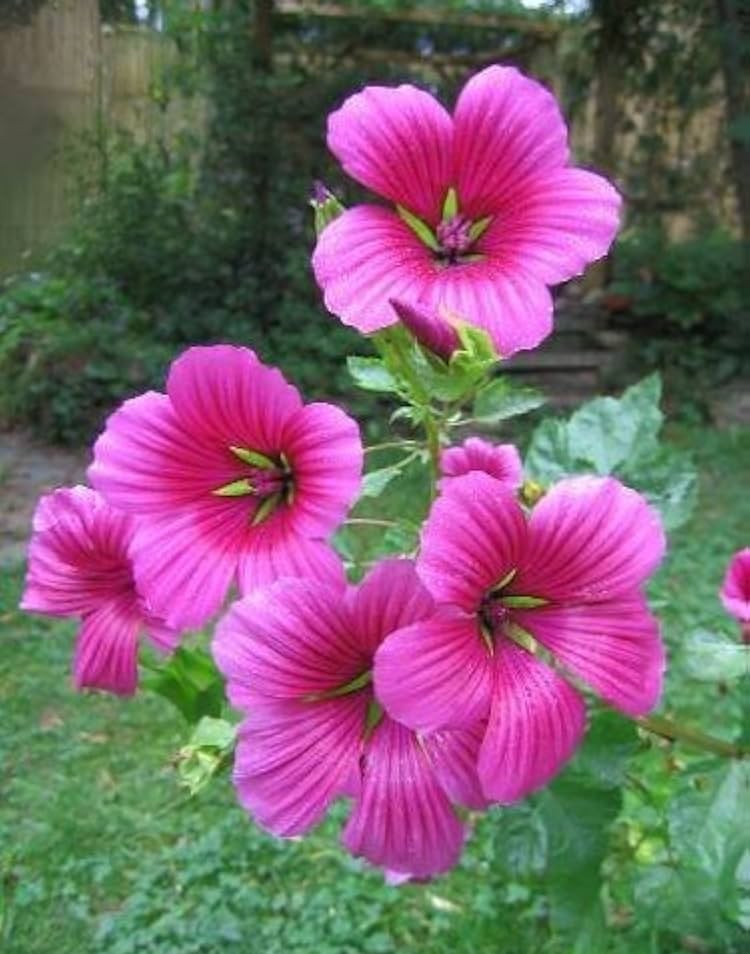 100+ Vulcan Malope Trifida Seeds – Mallowwort Flower – Large Pink Annual Garden