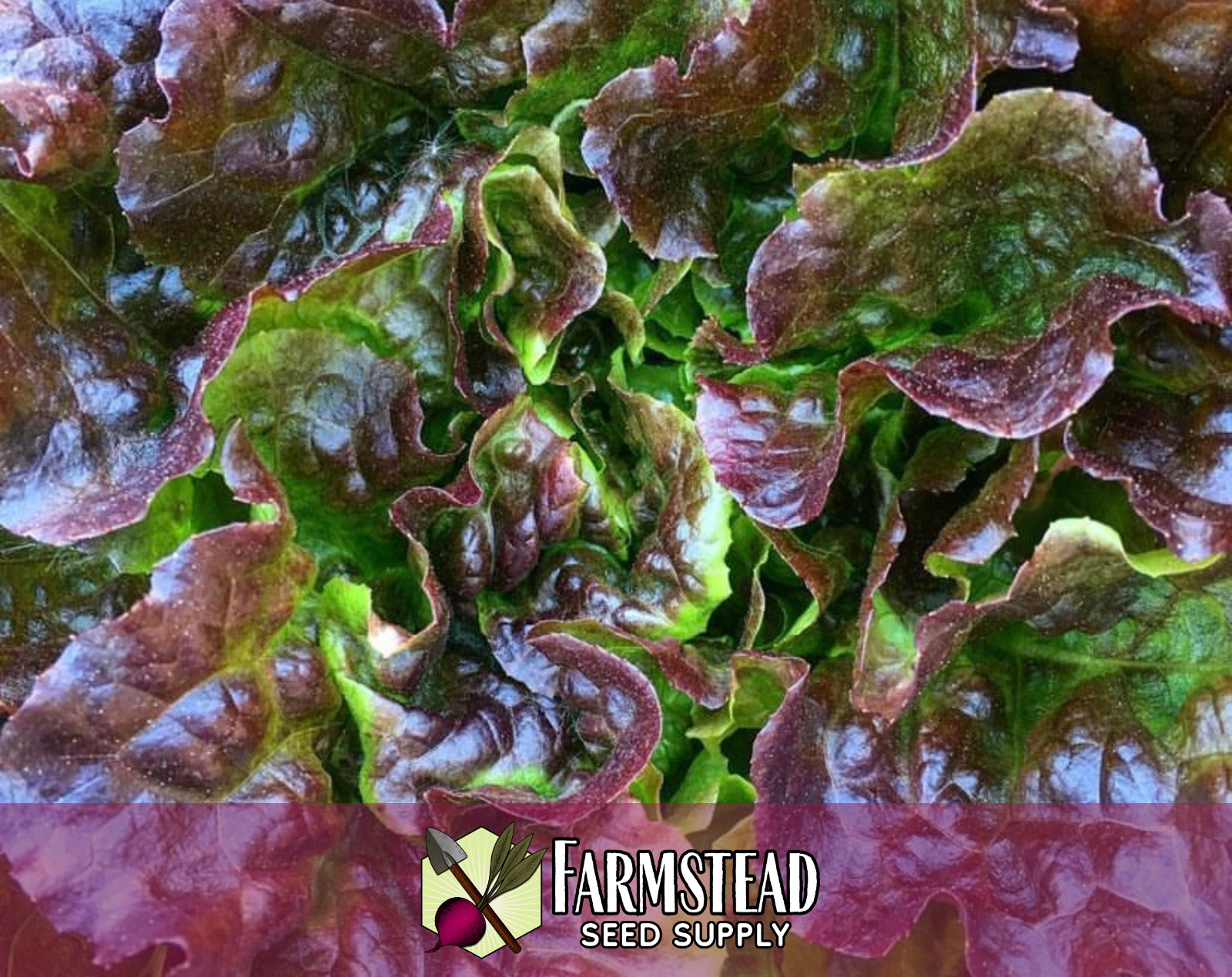 5000+ Lettuce Seeds [Prizehead] Vegetable Gardening, Heirloom, Non-GMO, USA