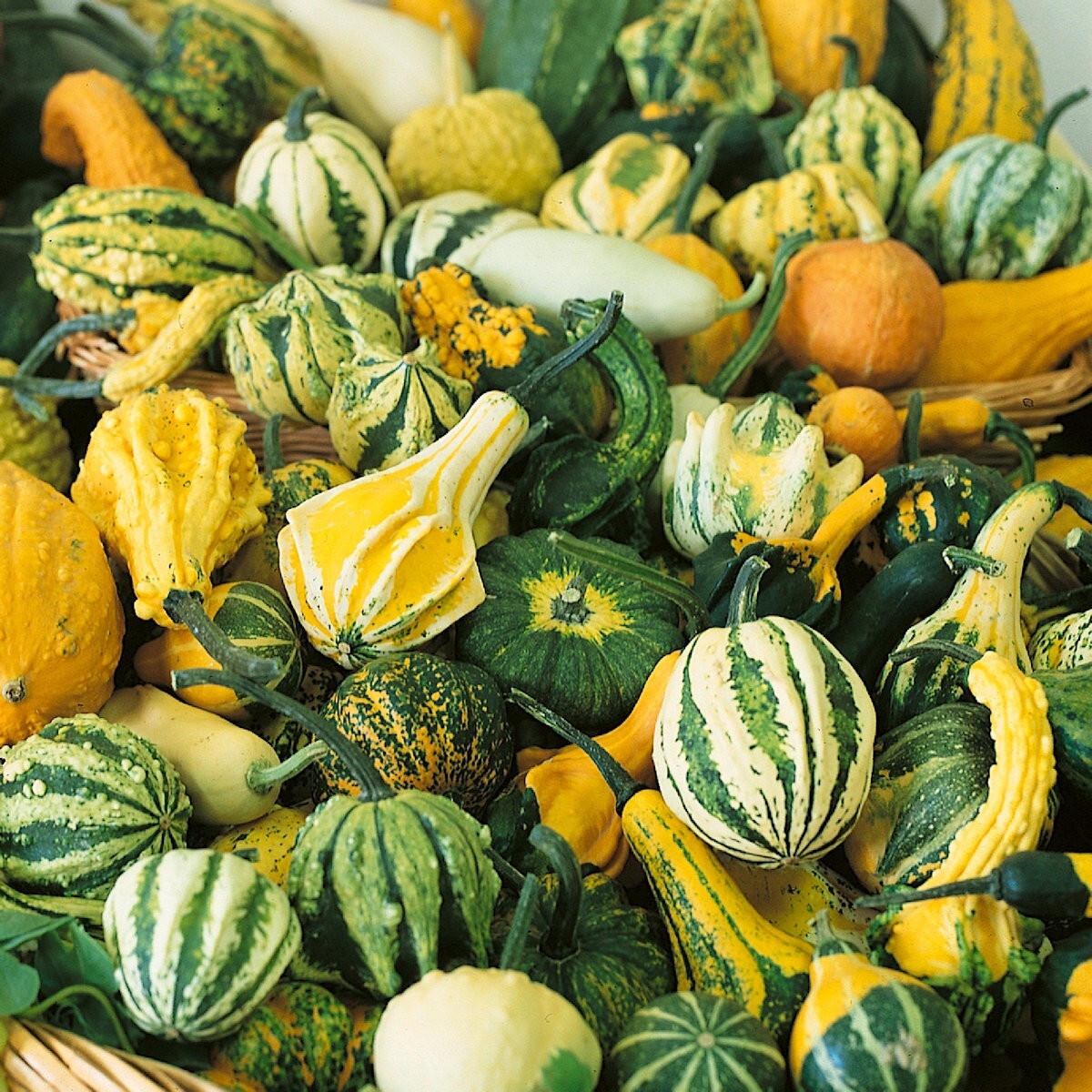 25 Small Mixed Gourd Seeds – Everwilde Farms Mylar Seed Packet