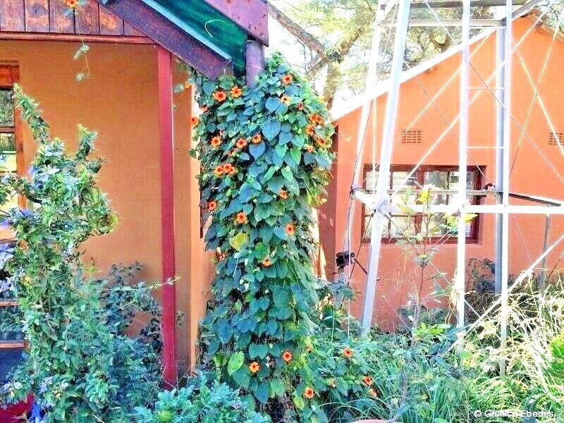 50+BLACK EYED SUSAN VINE Flower Seeds Flowering Vine Garden Patio Container Easy