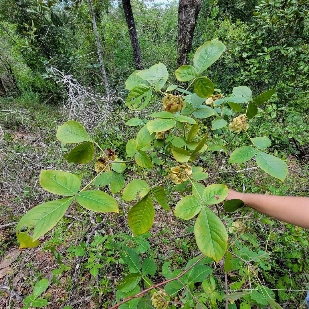 5+ Common Hoptree Seeds | Ptelea Trifoliata | Wafer Ash Tree | Florida Native