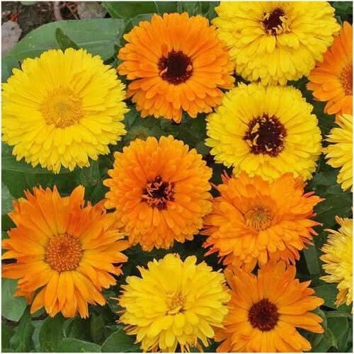 3 – Calendula, Pacific Beauty Mixture (Calendula officinalis) 250 Seeds Per Pack