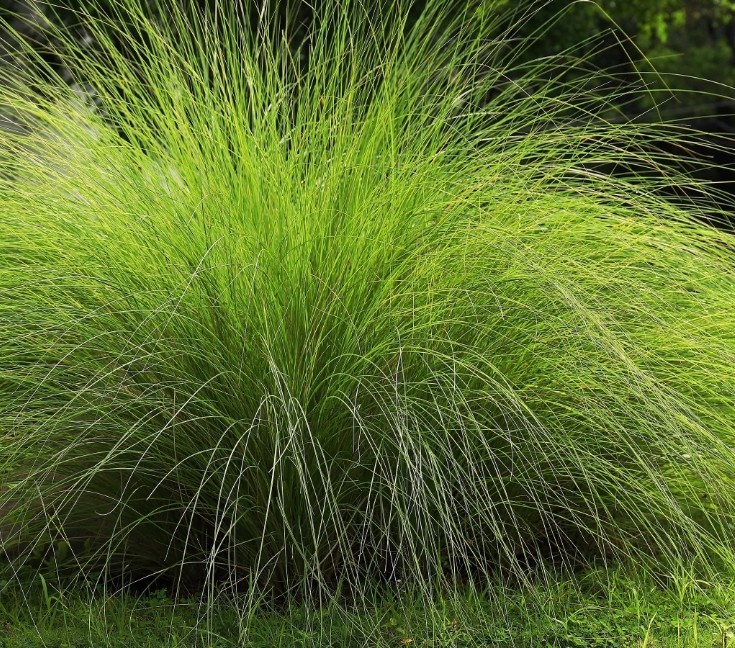 1500+ Weeping Love Grass Seeds **Fresh Seeds** ~~Free Shipping~~