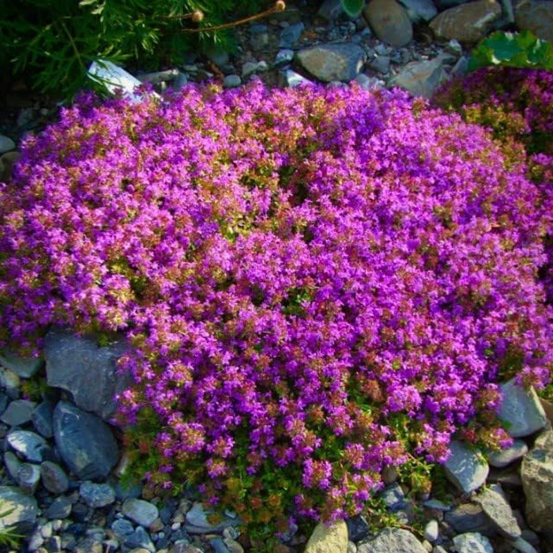 Creeping Thyme Seeds for Planting – 20000+ Magic Purple Creeping Thyme Seeds