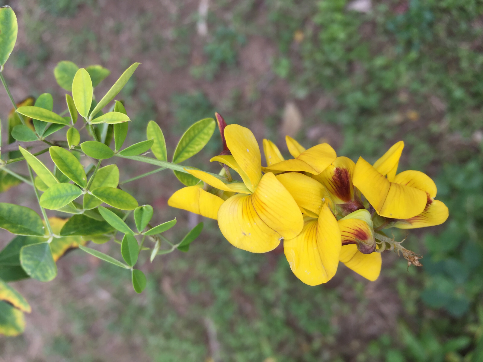 CHIPILIN Very RARE Central America Cold Hardy El Salvador 10 SEEDS