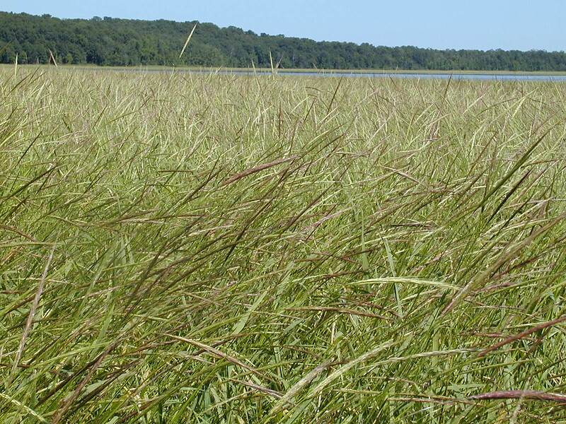 Wild Rice Seeds for Planting Waterfowl Food Plot Cover Crop Prevent Soil Erosion