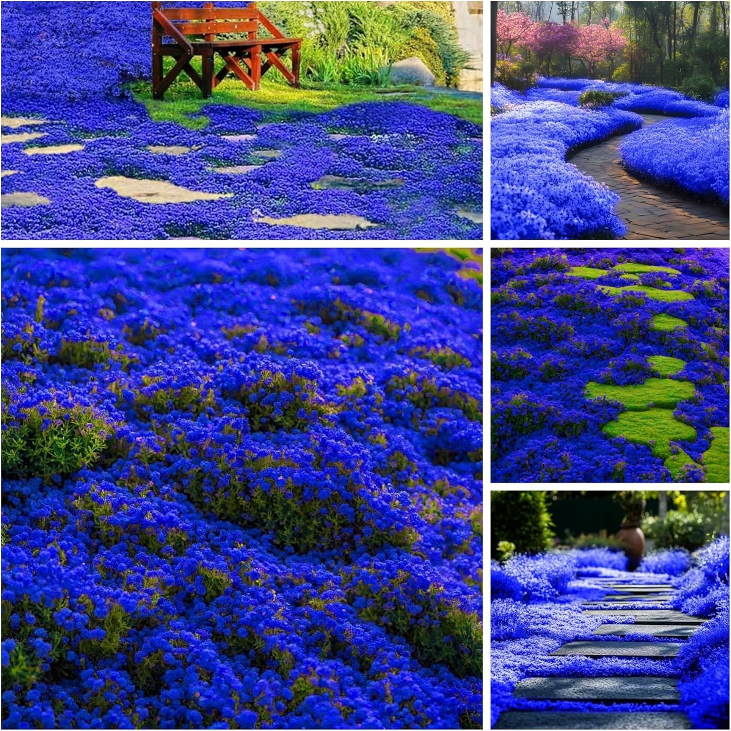 29000+ Magic Creeping Thyme Seeds for Planting Perennial Ground Cover Plants …
