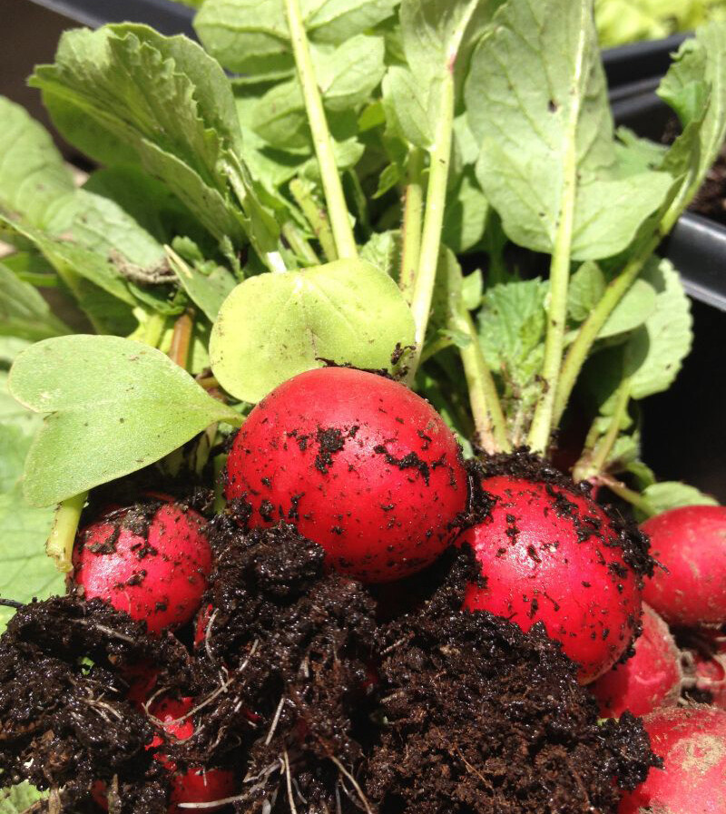200+ Radish Seeds Cherry Belle Radish(Raphanus Sativus) Non-GMO Vegetable USA