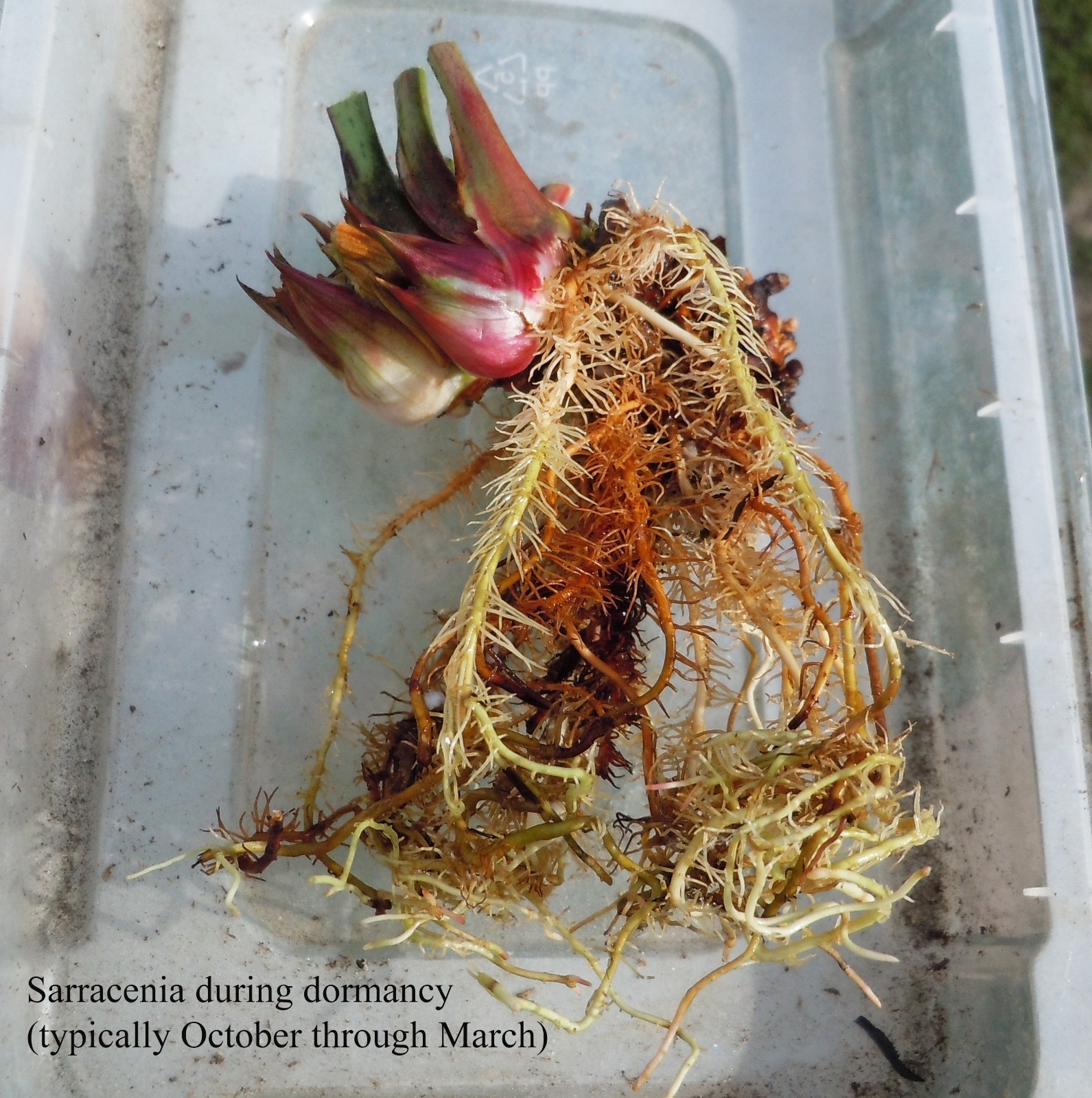 Live Carnivorous Plants – Sarracenia Leucophylla, HBG (small size)
