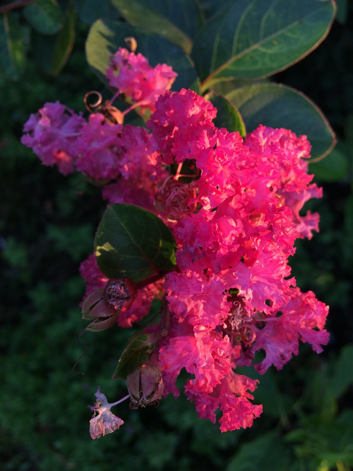 Crape Myrtle | Dynamite Red | 10 seeds