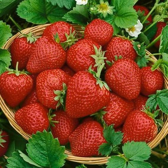 12 Seascape Everbearing Strawberry Plants-Super Sweet(Pack of 12 Bare Root Z:4-9