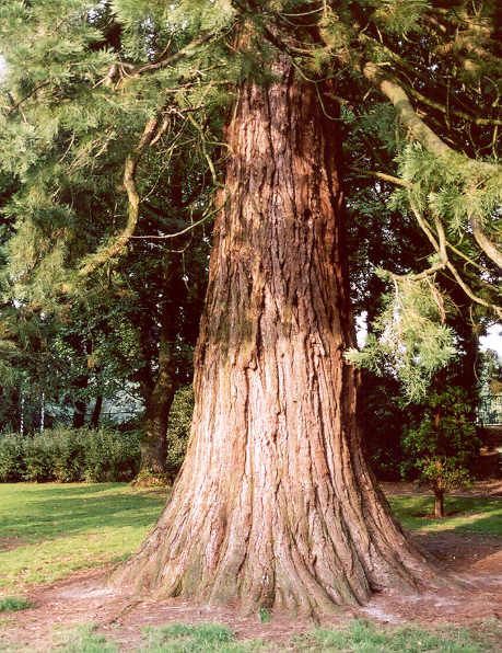 Giant Sequoia, Sequoiadendron giganteum, Tree Seeds (Fast, Evergreen)