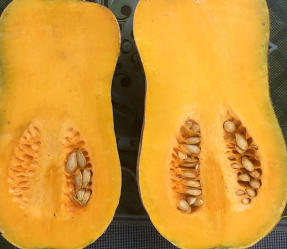 Striped Butternut Squash Seeds,Hạt Giống Bí Hạt Đậu F1 – NON-GMO