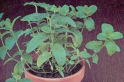 Spearmint Mentha spicata viridis 2,500 seeds