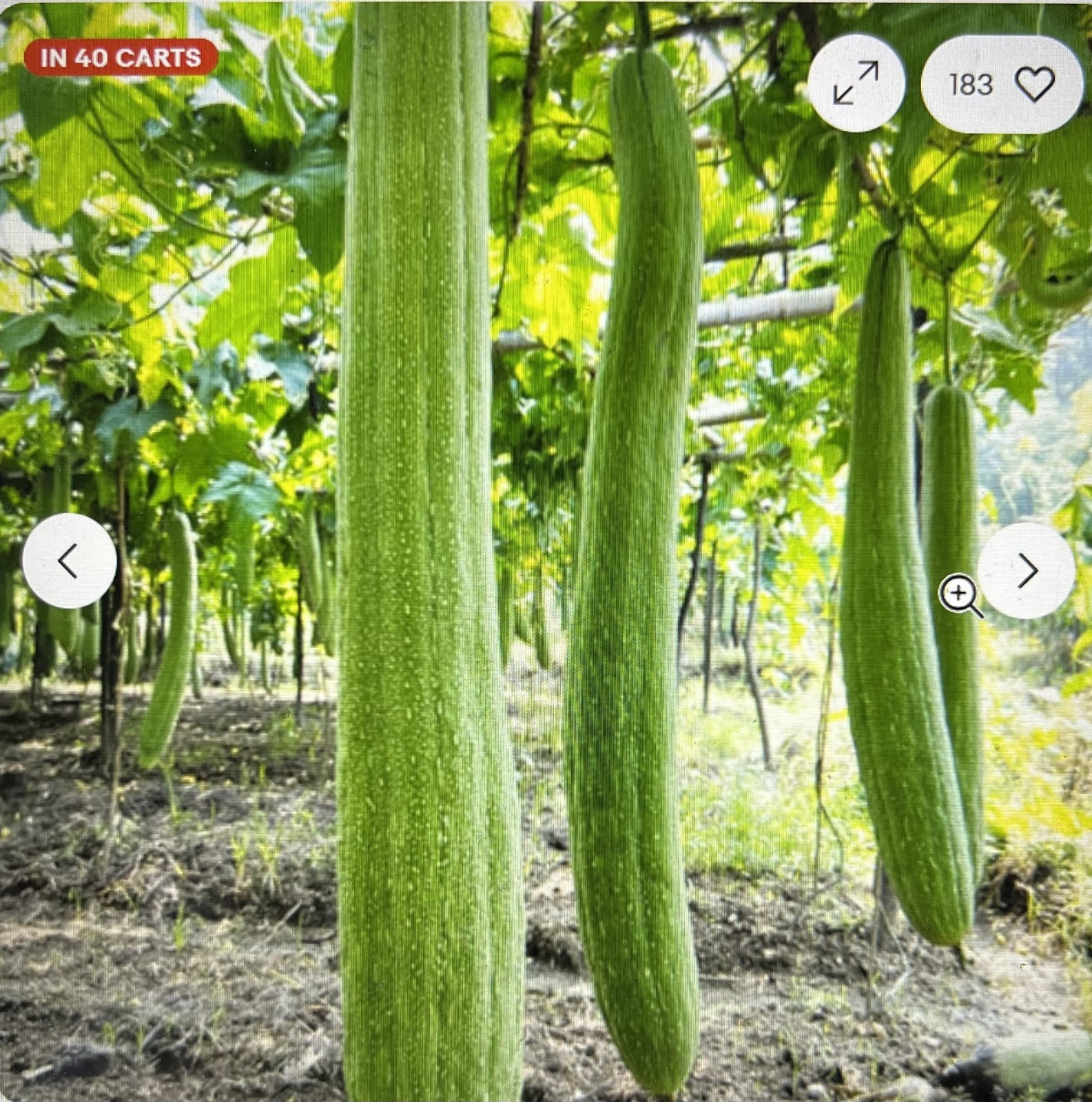 15 + Super Long Luffa Gourd Seeds – Non-GMO Heirloom Variety. Muop Huong.